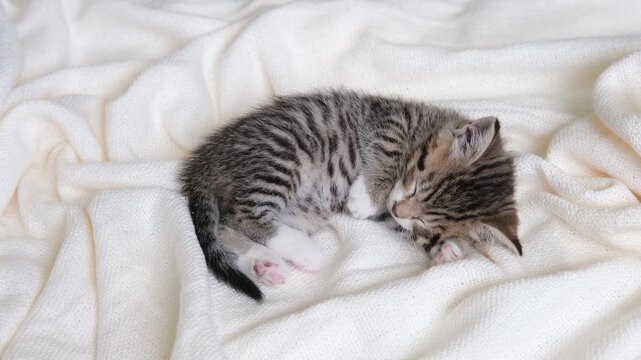 Adorable tabby kitten resting peacefully stretched out on a soft white blanket, pet care, veterinary health, animal welfare, cozy lifestyle, relaxing pet moment.