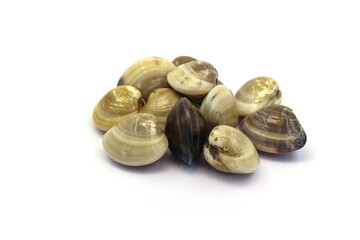 Closed up fresh baby clams. venus shell. shellfish. carpet clams. Food from nature. as raw food from the sea are the seafood ingredients. fresh clams isolated on white background © Pisan