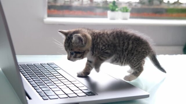 A cute tabby kitten exploring a laptop keyboard on a glass table in a home setting, technology blog, remote work lifestyle, digital lifestyle, curious pet, modern home.
