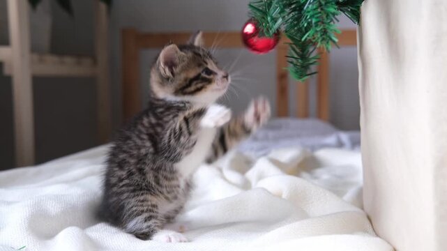 A curious tabby kitten reaching for a red Christmas bauble on a decorated tree, holiday marketing, winter celebration, festive pet scene, Christmas spirit.