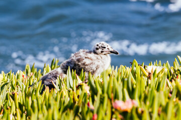 Western Gull chick nestled in ice plant on California coast at Natural Bridges State Park. © FiledIMAGE
