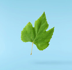 Ffresh green grape leaves flying in the air isolated on blue background. Minimalist food concept © Agave Studio