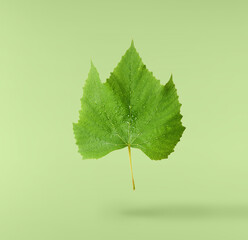Ffresh green grape leaves flying in the air isolated on green background. Minimalist food concept © Agave Studio