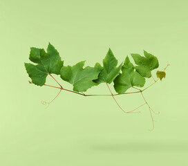 Ffresh green grape leaves flying in the air isolated on green background. Minimalist food concept © Agave Studio
