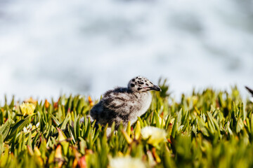 Western Gull chick standing among ice plants in Natural Bridges State Park California USA © FiledIMAGE