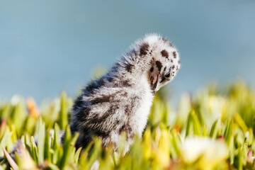 Young seagull chick preening its feathers among ice plant at Natural Bridges State Park California USA © FiledIMAGE