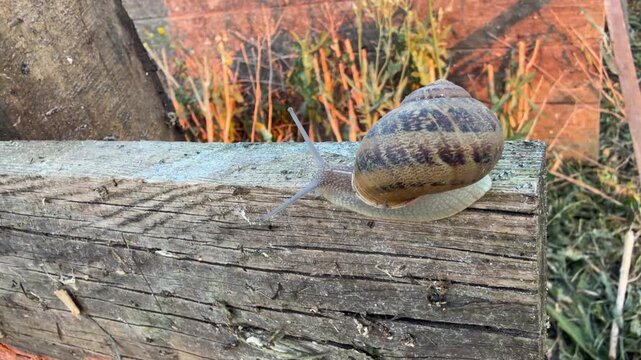 Helix aspersa snail crawling on top of textured wooden plank. Brown striped shell mollusk moves in breeding enclosure with green vegetation and rustic background under warm afternoon sunlight.
