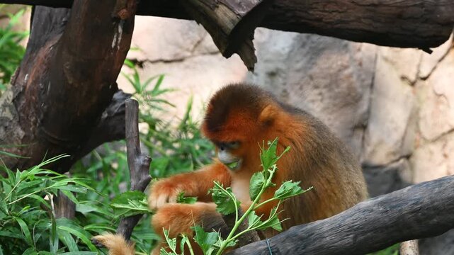 A vibrant golden monkey carefully nibbles on fresh green leaves while resting calmly amidst the lush  wooden branches