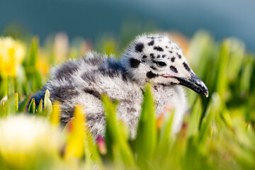 Spotted plumage Western Gull chick nestled in coastal iceplant vegetation at Natural Bridges State Park. © FiledIMAGE