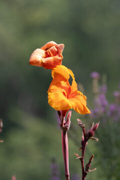 Vibrant Orange Canna Lily Blooms in Selective Focus