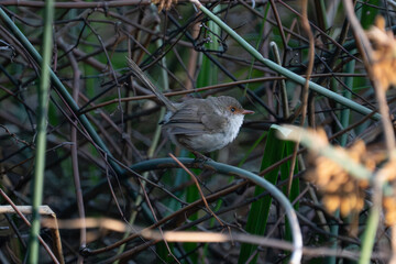 bird in the grass © PeiLong