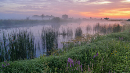 Fototapeta premium A misty river at dawn reflects a colorful pink and orange sunrise sky, with green reeds growing along the grassy banks