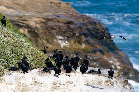 Cormorants on a white cliff with ocean and flying gull in California.