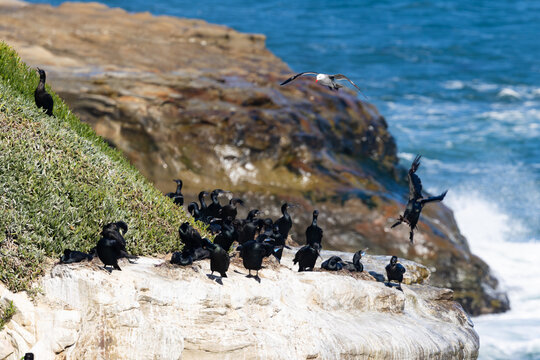 Flock of cormorants perched on cliffs Natural Bridges State Park Pacific Ocean coast.