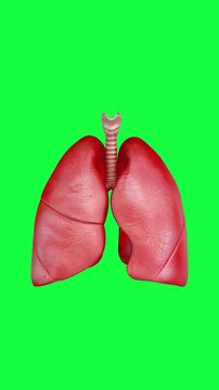 4k Resolution Vertical Video for Social Media: Respiratory Health, Breathing, Pulmonary Function, Lung Care And Medical Education Concept. Animated Human Lungs Expanding And Contracting On Green 