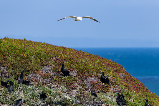 Seabirds including a flying gull and cormorants on a coastal bluff in Natural Bridges State Park