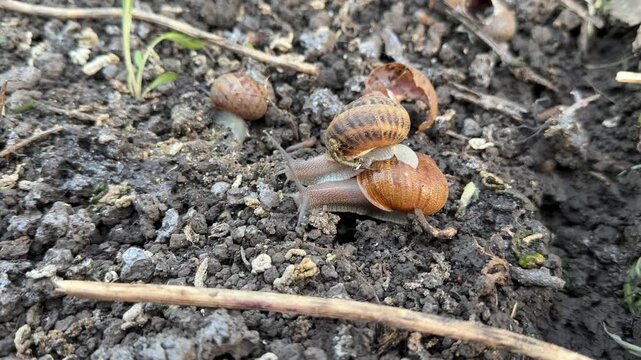 Close up of Helix aspersa snails moving on dark organic ground. Brown striped shell mollusks climb on each other in outdoor breeding enclosure surrounded by natural soil and small plants.