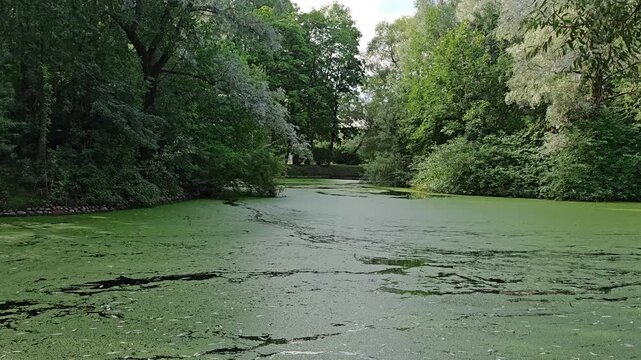 Calm green pond covered with duckweed surrounded by lush trees in summer, tranquil nature scene, peaceful wetland, natural landscape.