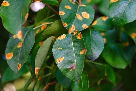 Pear tree leaves with bright orange leaf rust fungal disease spots caused by gymnosporangium sabinae infection. Pear rust fungal infection symptoms with yellow and orange spots. Selective focus