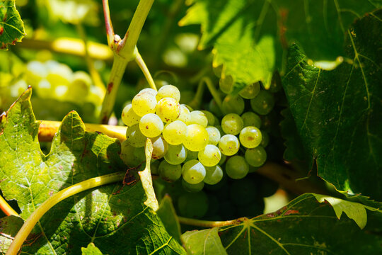 Close up of fresh green wine grapes on the vine in a Sonoma vineyard