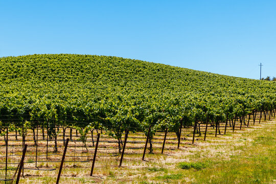 Vineyard on a rolling hill in Napa Valley California under clear blue sky
