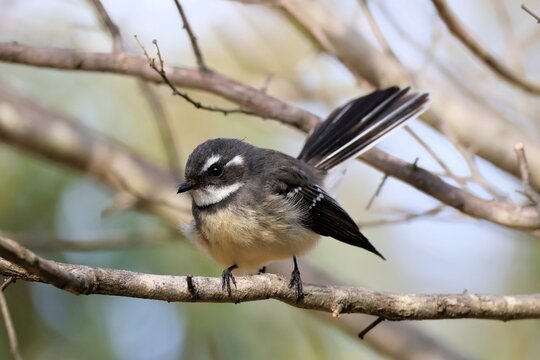 Close-up of Grey Fantail, South Australia