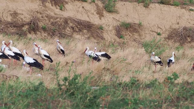 A large flock of White Storks (Ciconia ciconia) gathering in a dry meadow during autumn migration