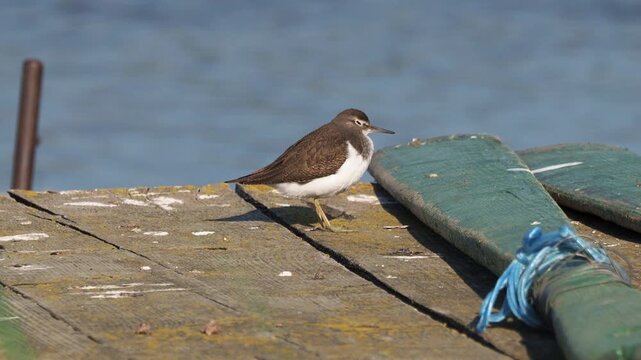 Common sandpiper (Actitis hypoleucos) on a boat pontoon along a riverbank