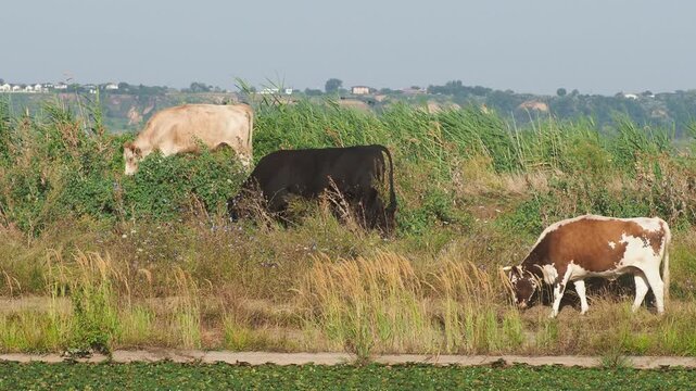 Cows grazing on the bank of a river in summer