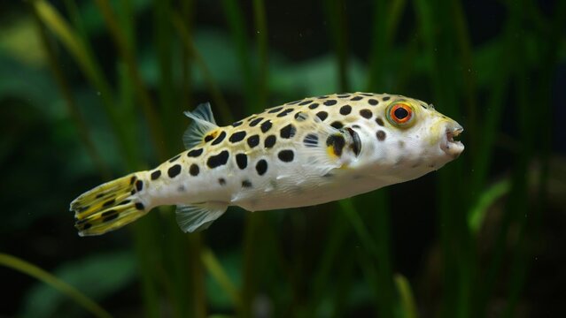 Spotted pufferfish aquarium illustration, white body black spots, yellow green dorsal area, orange red eyes detail, exotic aquatic wildlife, flat vector design