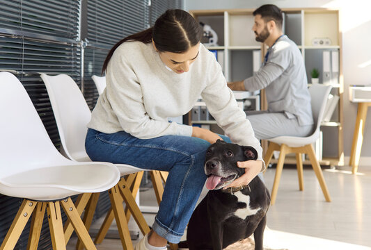 Owner and dog waiting at veterinarian clinic. Woman comforts her pet as the vet works nearby. Bright interior and chairs suggest calm professional care. Concept of trusted veterinary support.
