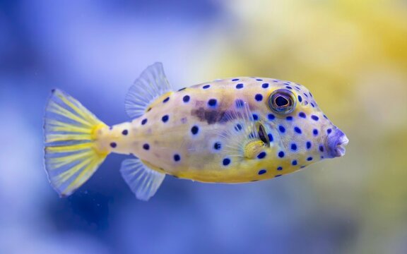 Yellow boxfish marine illustration, Ostracion cubicus species, bright yellow body, blue black spots, underwater ocean habitat, exotic aquatic wildlife, flat vector design