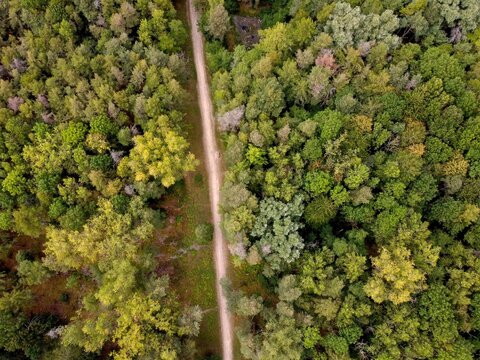 Aerial view of Irchester Country Park showing a dirt path cutting through dense green woodland with varied tree textures and foliage in Little Irchester, England, United Kingdom.