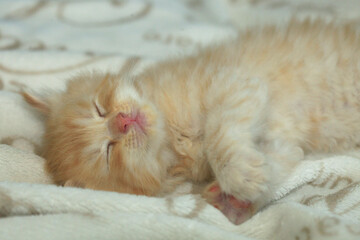 Portrait of cute red kitten © olena