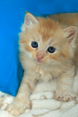 Portrait of cute red kitten © olena