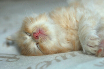 Portrait of cute red kitten © olena