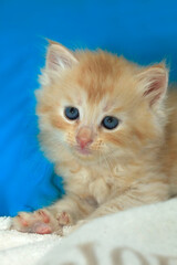 Portrait of cute red kitten © olena