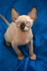 Portrait of cute sphinx cat © olena