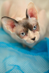 Portrait of cute sphinx cat © olena