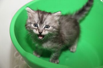 Portrait of cute grey kitten © olena