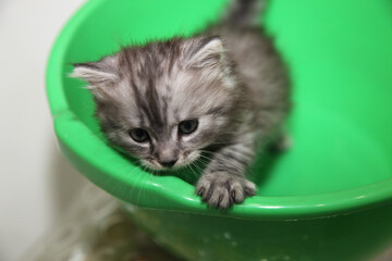 Portrait of cute grey kitten © olena