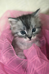 Portrait of cute grey kitten © olena