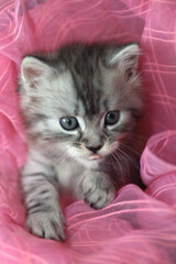 Portrait of cute grey kitten © olena