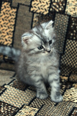 Portrait of cute grey kitten © olena