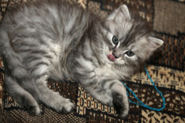 Portrait of cute grey kitten © olena
