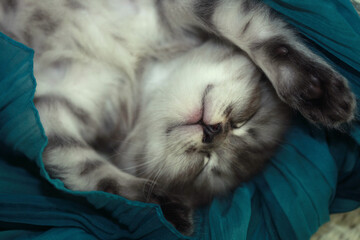 Portrait of cute grey kitten © olena