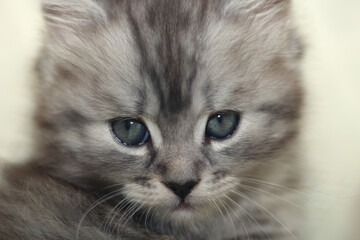 Portrait of cute grey kitten © olena