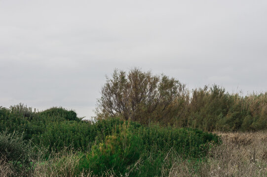 macchia mediterranea