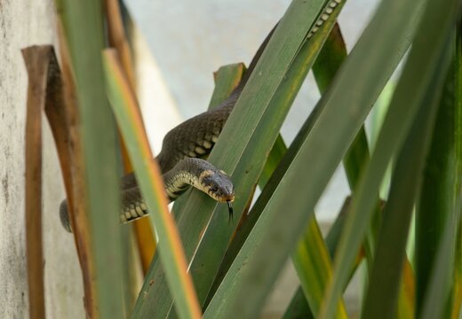 Grass snake