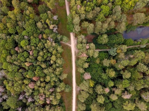 Aerial view of Irchester Country Park showing a dirt path cutting through dense green woodland with a small pond visible in the corner in Little Irchester, England, United Kingdom.